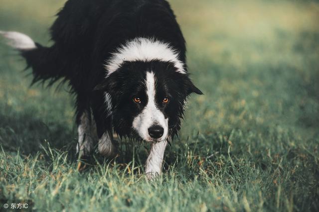 原來邊境牧羊犬這麼