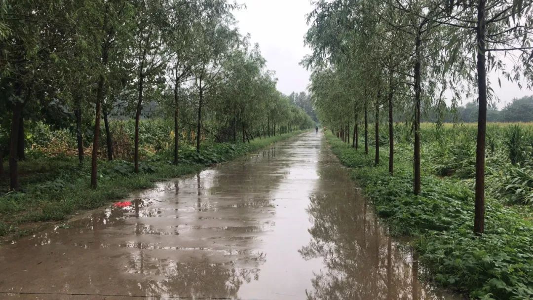 暴雨后的柘城城市村庄道路河流农田受损情况