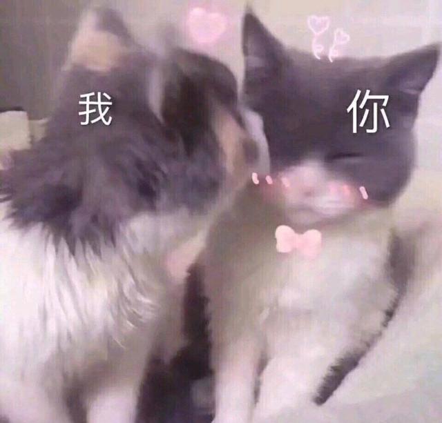 猫咪表情包撩妹图片