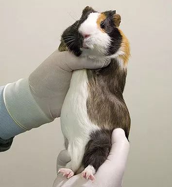 豚鼠实验恐怖图片图片