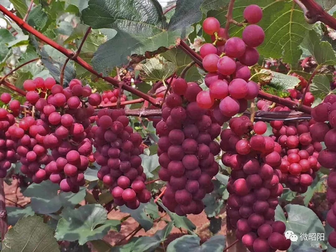 龙山寨古镇红玫瑰飘香,葡萄节正在进行中