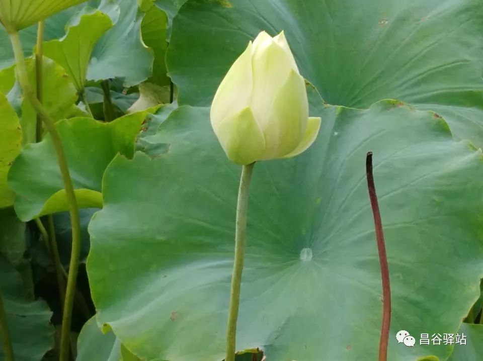 咏 荷 组 诗文/靳惠功 图/王明琴荷色倩姿秀靥美娇羞,碧透莲塘粉色柔.