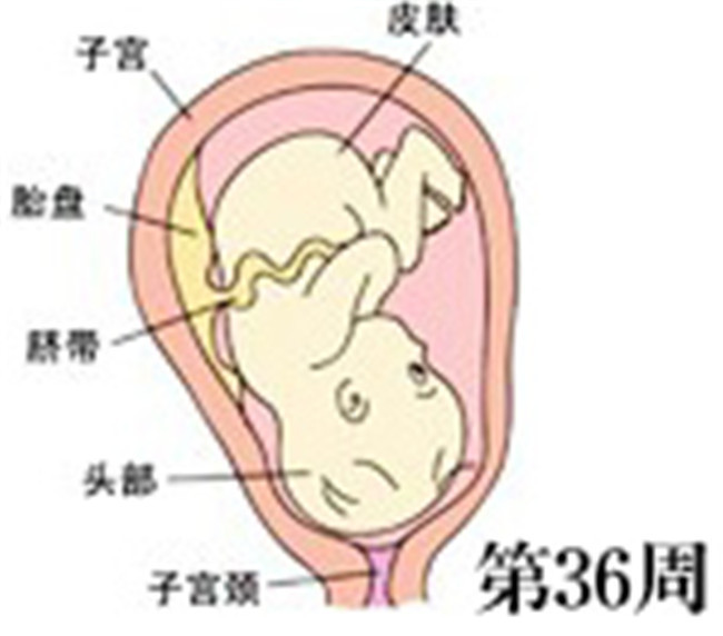 9个月胎儿是以什么样的姿势呆在肚子里的?怀孕9个月要注意什么