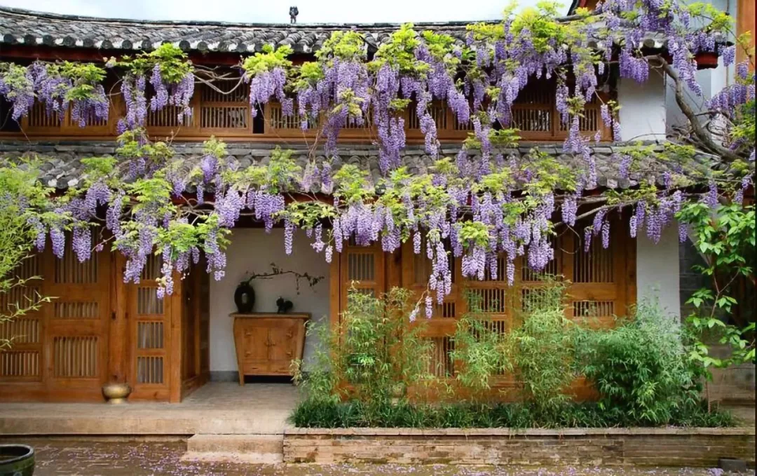 紫藤树庭院风水图片