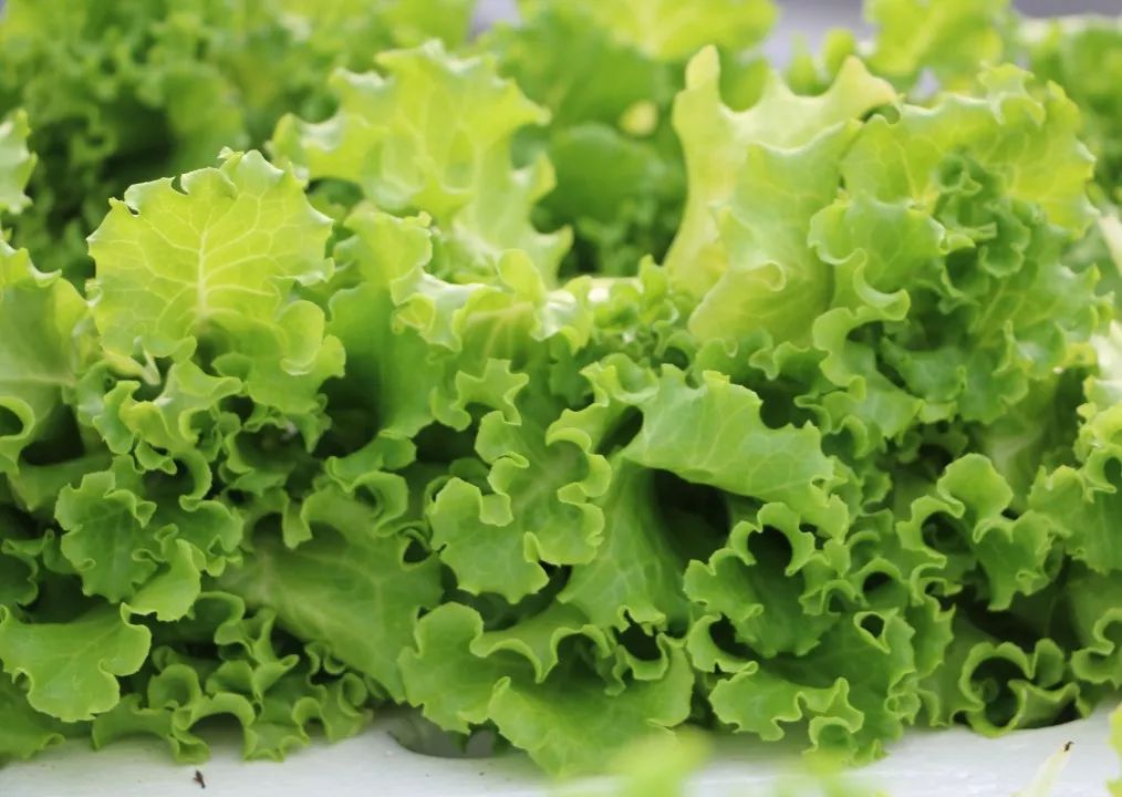 星辉蔬菜加强夏淡蔬菜生产保市场供应