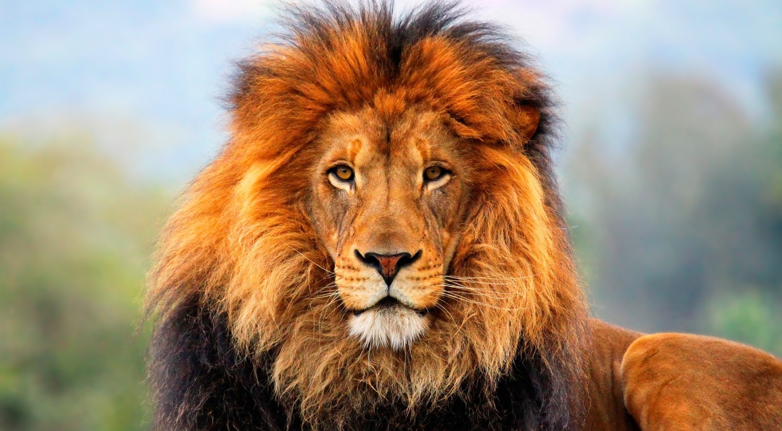 少儿创意美术《狮子的毛发》,这些狮子是用了飘柔吗?