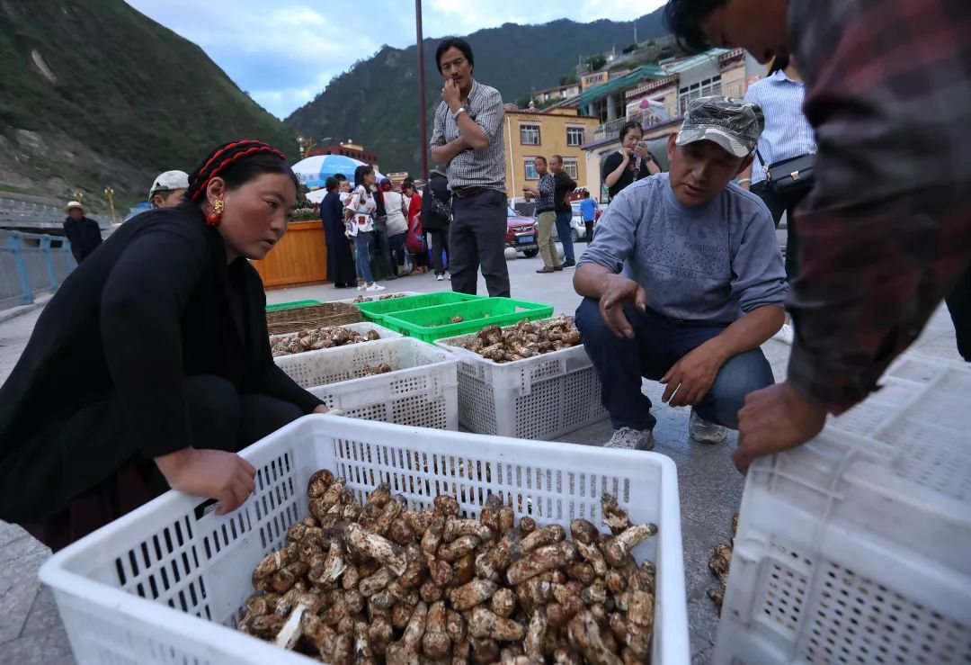 多数青杠树林都在海拔3500米以上,为松茸生长提供了绝佳环境,年产优质