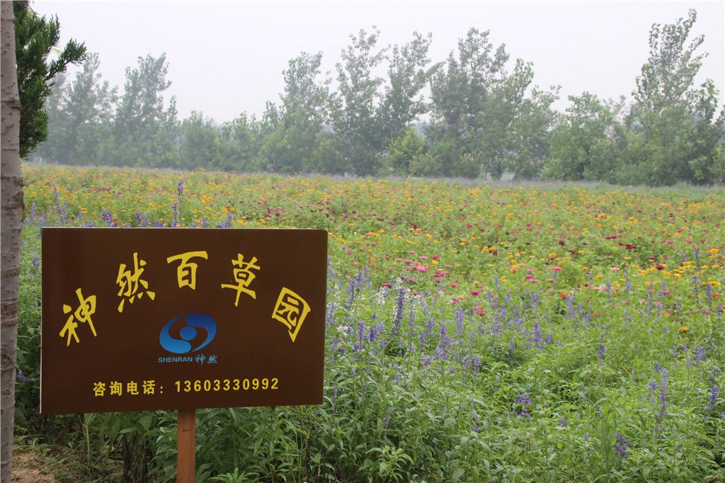 滄州神然生態觀光園衡水古早清涼中醫文化生態園河北省中醫藥健康旅遊