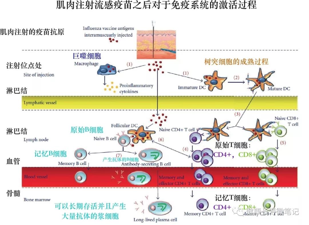 对于疫苗作用机制的介绍(2)