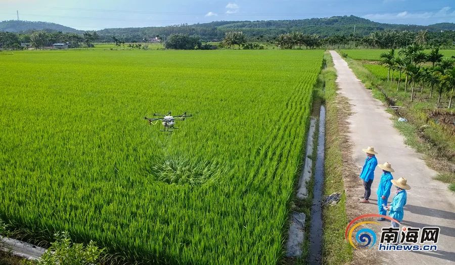 琼海博鳌无人机给水稻洒农药 践行绿色防控植保