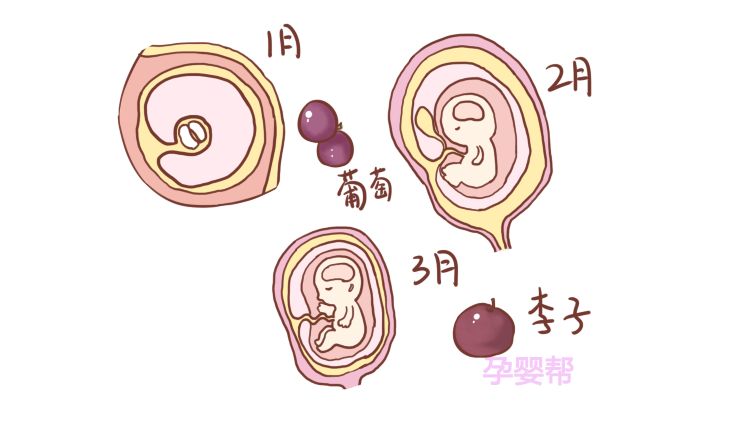 胎儿每个月像什么水果比你想得更有趣