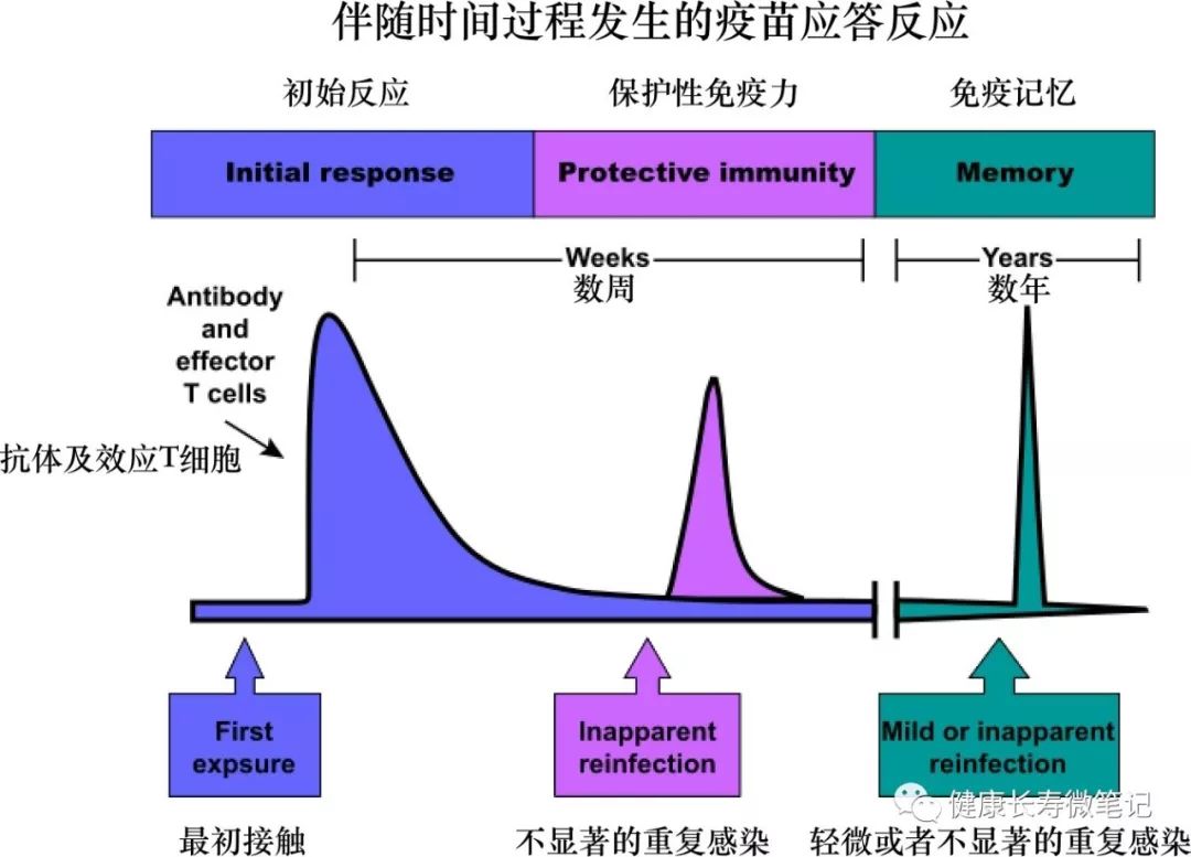 对于疫苗作用机制的介绍(2)