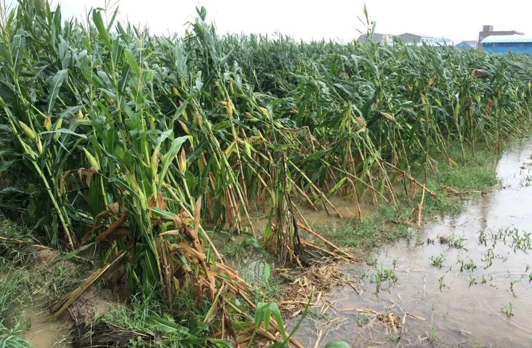 太康这场雨下嘞真不小,把地里的玉米都泡透了