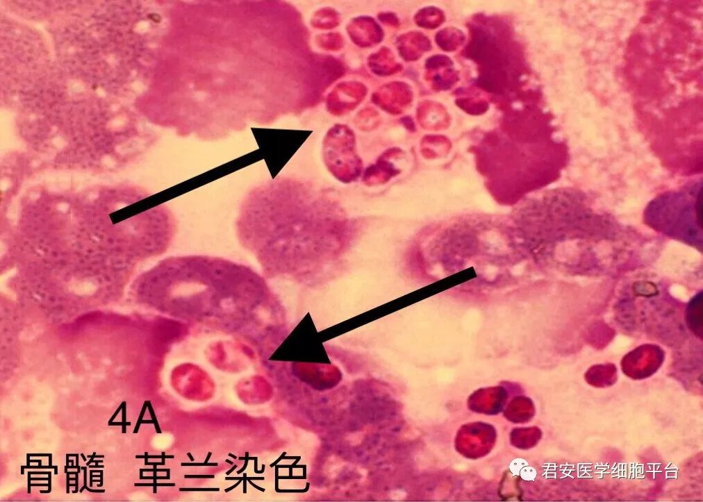 看图识细胞第23期细菌篇