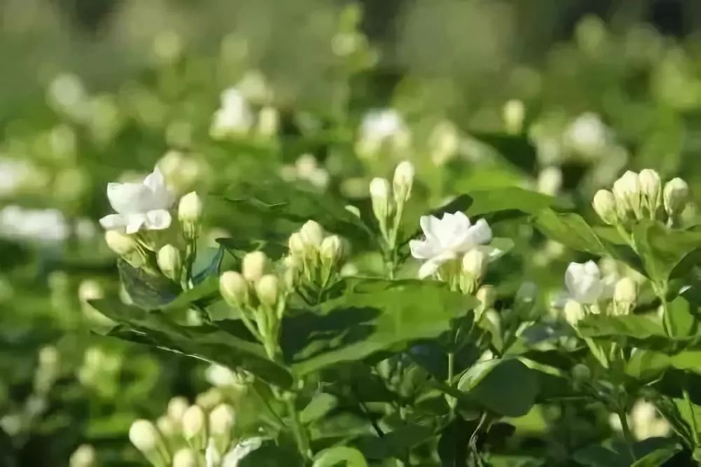 川南这个绝版好地方,将打造世界级茉莉花花都!_犍为