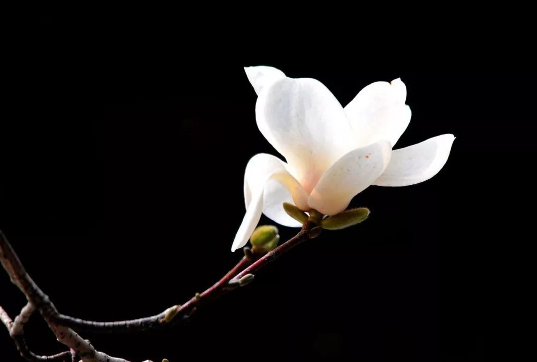 花開花落自有時情起情滅不由人