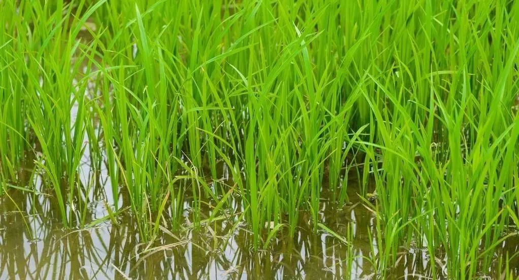 水稻種植技巧作物根系生長三要素土壤酸鹼度與根系的關係