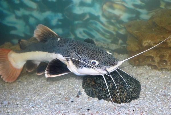 地球上10大最兇殘的淡水魚,白鱘第四,食人魚第二,你怕它們嗎?