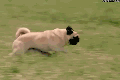 doge狗奔跑的gif图图片