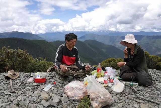 這裡生態環境優良,多數青槓樹林都在海拔3500米以上,為松茸生長提供了