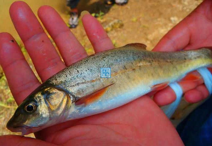 下杆中魚,這種泉水溪流的赤尾魚,拉力是槓槓的,細鱗也來報道,細鱗魚很