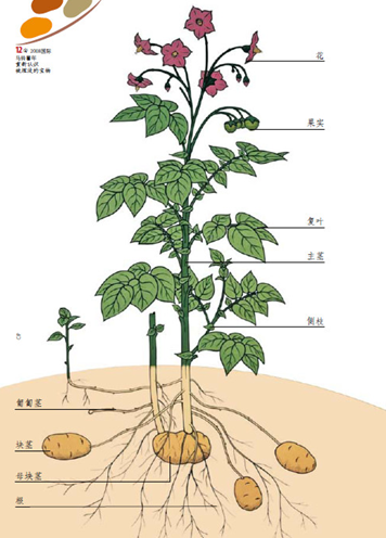 马铃薯根茎叶结构图图片