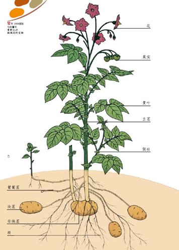 土豆解剖图图片