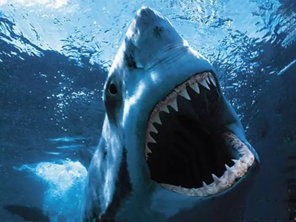《巨齿鲨》告诉你最恐怖的生物并不是鲨鱼