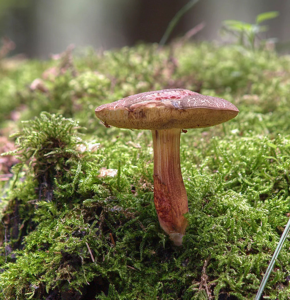 对果蝇有毒,但人类可食用的红绒盖牛肝菌 jrg hempe wikimedia