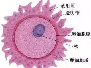 卵子的结构示意图图片