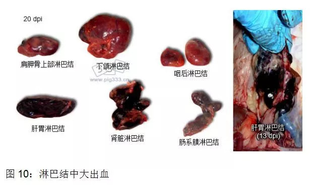 實用乾貨非洲豬瘟的特點及防控