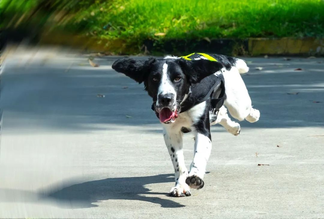 又帥又萌的彭州警犬大起底.