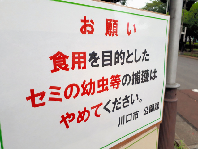 日本一公园设日英中三语告示牌禁止游客捕食幼蝉 食用
