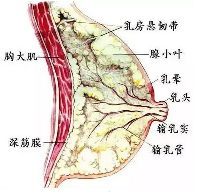 乳腺四区图诊断法图图片