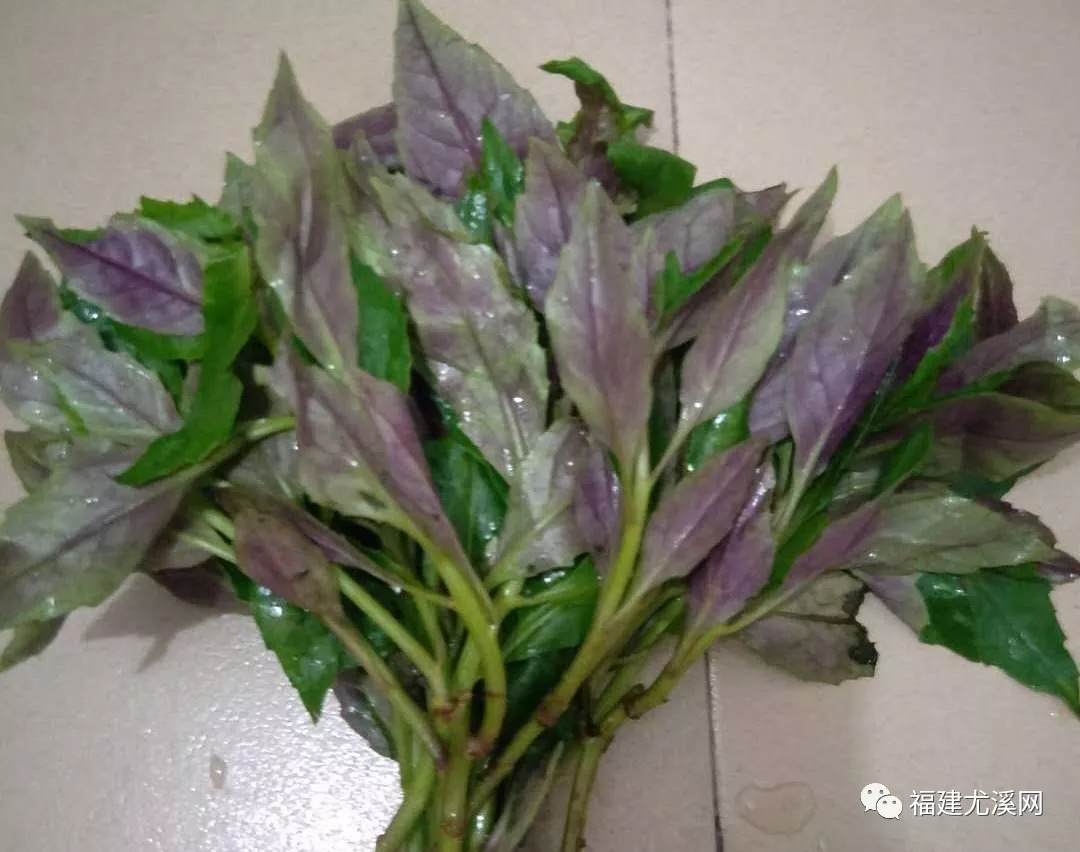 这个紫色野菜,80%的尤溪人都吃过!