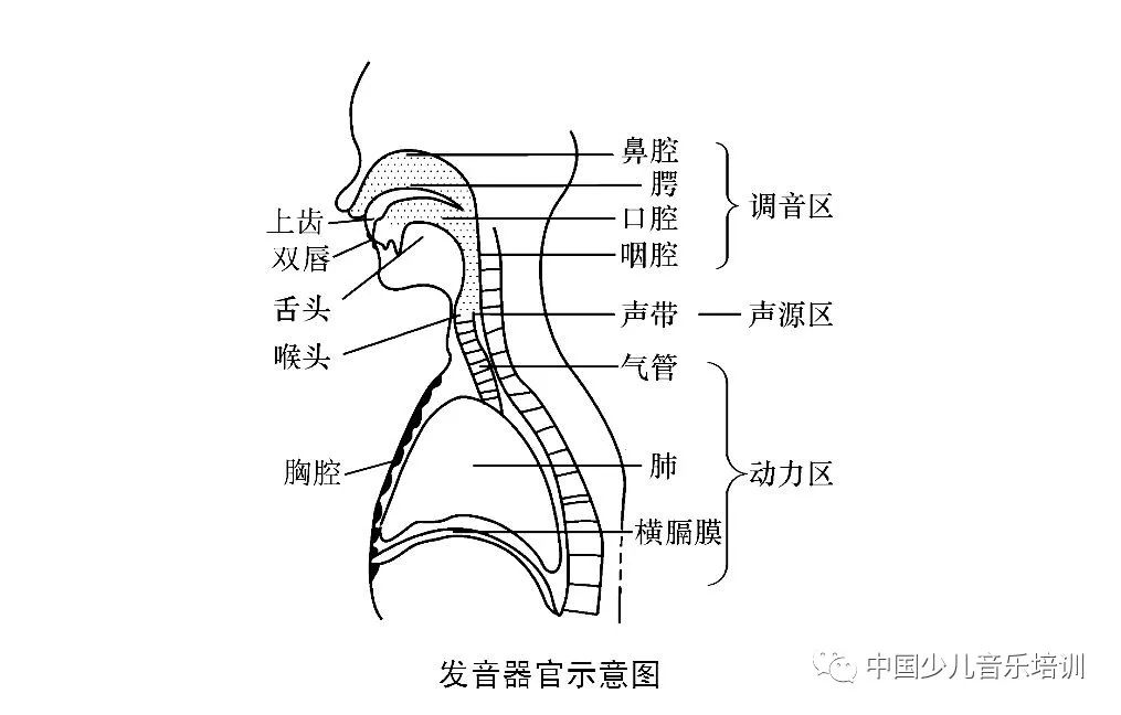 头腔,胸腔,腹腔,口咽腔,面罩,横膈膜,声带,气息,硬腭,软腭,蝶窦,下颌