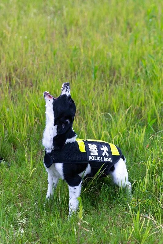 说来令人心疼的是,缉毒犬或许是职业病最严重的工作犬种类了,长期嗅闻