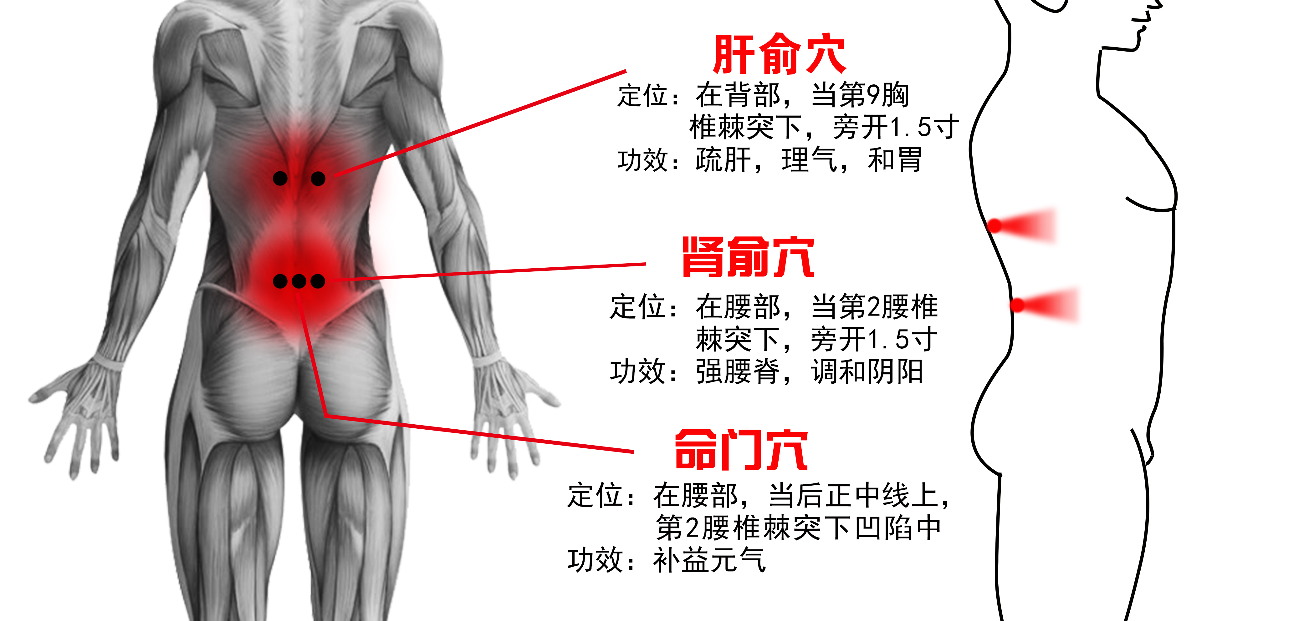 星隕砭灸爐艾灸肝俞,腎俞,命門穴星隕砭灸爐艾灸足三里穴(膝蓋附近