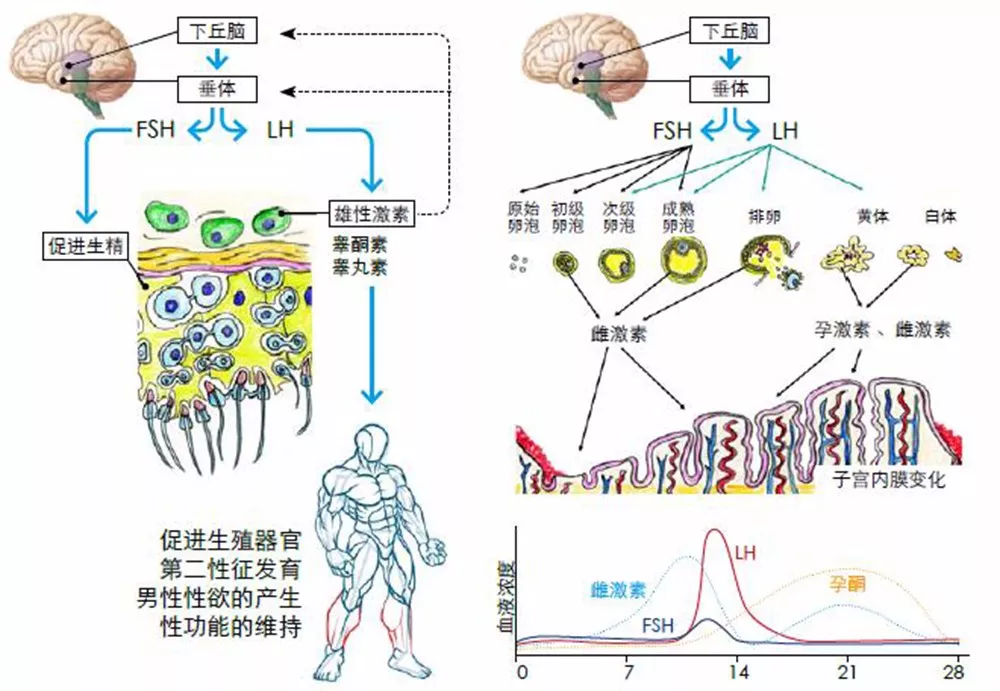 内分泌三条轴示意图图片