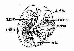 鼓膜结构示意图图片