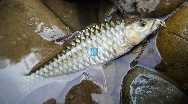 中國熱帶雨林,探釣瀕危泉水魚類,收穫名貴的野生極品