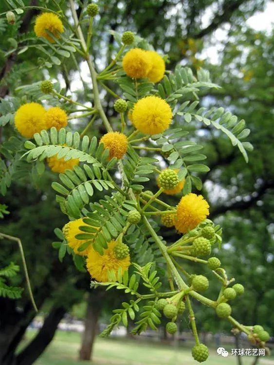 花開生兩國此花最香思