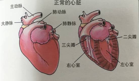 嬉皮课堂丨柯基剖腹产命断手术台宠物医院称狗有心脏病