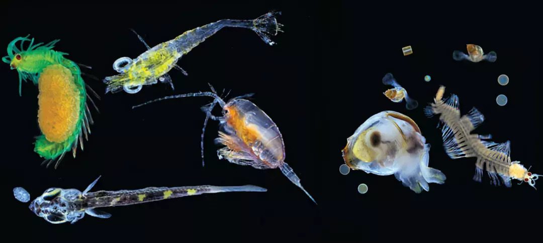 2 浮游動物施肥後浮游動物的發展趨勢與浮游植物類似,初期通常纖毛蟲