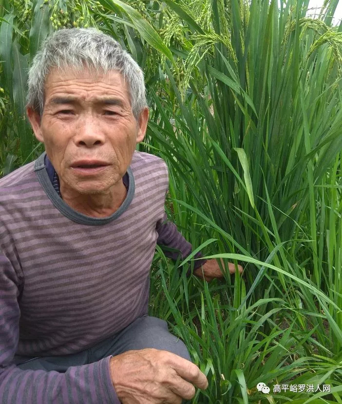 湖南省隆回縣羅洪鎮幸福村,有一個痴迷於水稻嫁接的古稀老頭羅林森,十