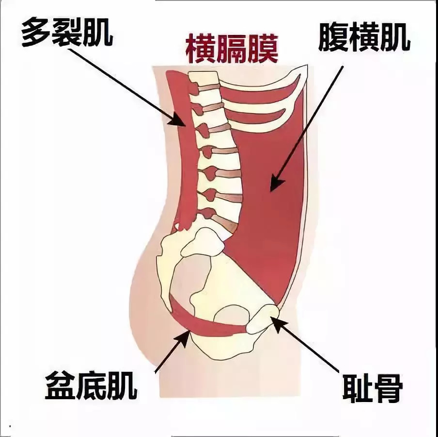 人体的核心不单单只指我们常常看见的肚子