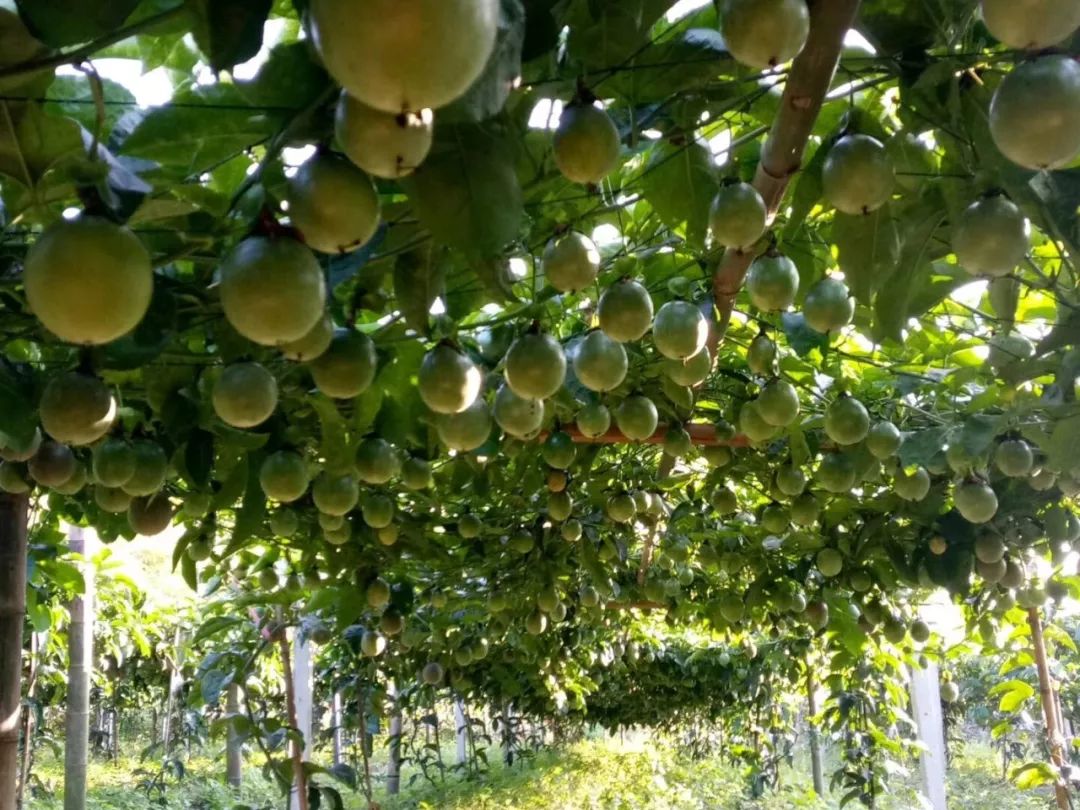 產業扶貧丨種下百香果 飄來