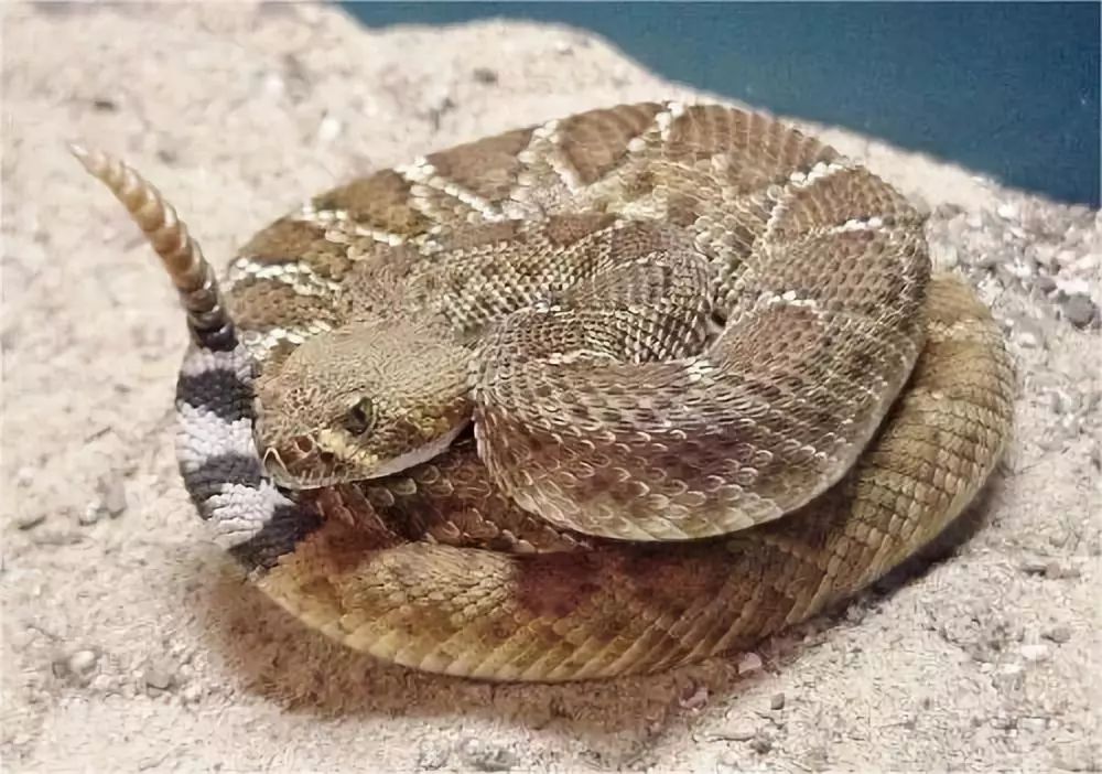 世界上最有名且最危险的蛇之一当然是响尾蛇