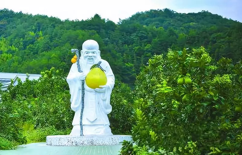 蜜柚,又名香泡,它味道酸甜,略帶苦味,營養價值很高,含有豐富的維生素c