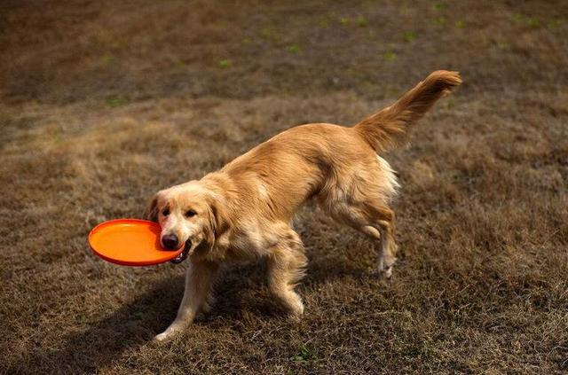 金毛犬訓練零食: 平時給金毛犬訓練的零食,建議選擇一款有助補鈣,磨牙